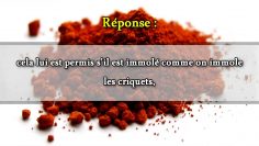 Le colorant alimentaire rouge E120   Sheikh Mohammad Ali Ferkous