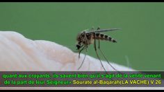 Le Moustique une Vérité étonnante – Un autre miracle du Coran !