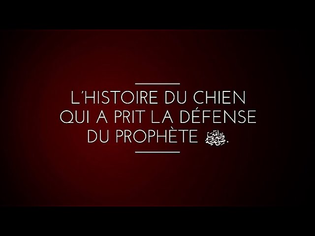 L’HISTOIRE DU CHIEN QUI A PRIT LA DÉFENSE DU PROPHÈTE ﷺ.