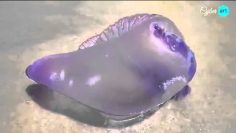 Mystérieuse créature de mer échoués sur le rivage du Brésil !