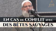 Règle importante en cas de conflit avec des bêtes sauvages | Chaykh Raslan