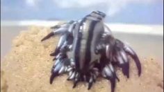 Soubhan Allah – Glaucus Atlanticus