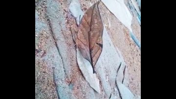 Soubhan Allah ! Le Kallima Inachus est certainement lun des plus beaux papillons au monde