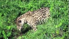 Vous ne devinerez jamais ce que va chasser ce léopard! Soubhan Allah…