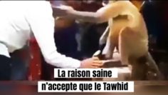 📲La raison saine n’accepte que le Tawhid (l’unicité). Cheikh AbderRazzaq Al-Badr