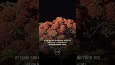 Privé : [ID: OQYT_M9TlIs] Youtube Automatic