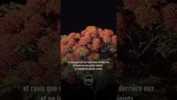 Privé : [ID: OQYT_M9TlIs] Youtube Automatic